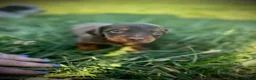 Miniature Dachshund dogs for sale: Twix - Ad 5