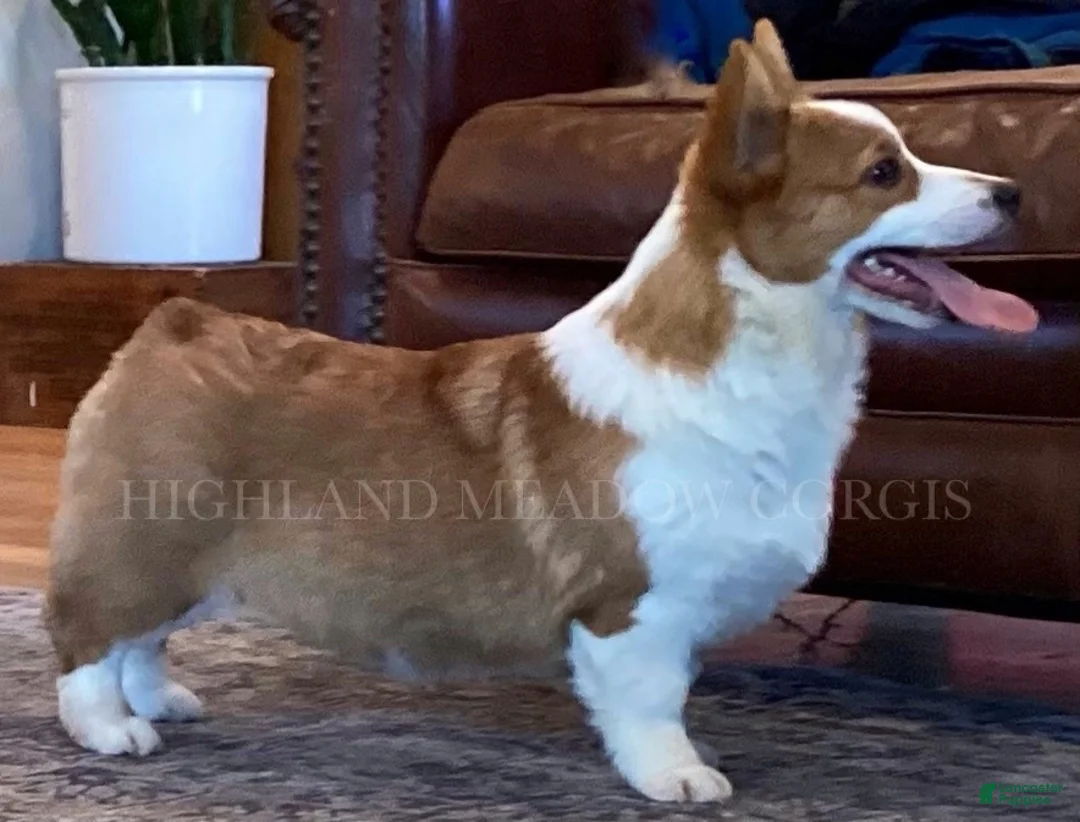 Welsh Corgi Pembroke dogs for sale: Peanut - Ad 2