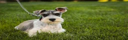 Miniature Schnauzer dogs for sale: Quinn Miniature Schnauzer (crate and leash Trained) - Ad 8