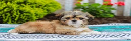 Shih Tzu dogs for sale: Breezy (Raised in Home, Crate Trained & Potty Training!) - Ad 4