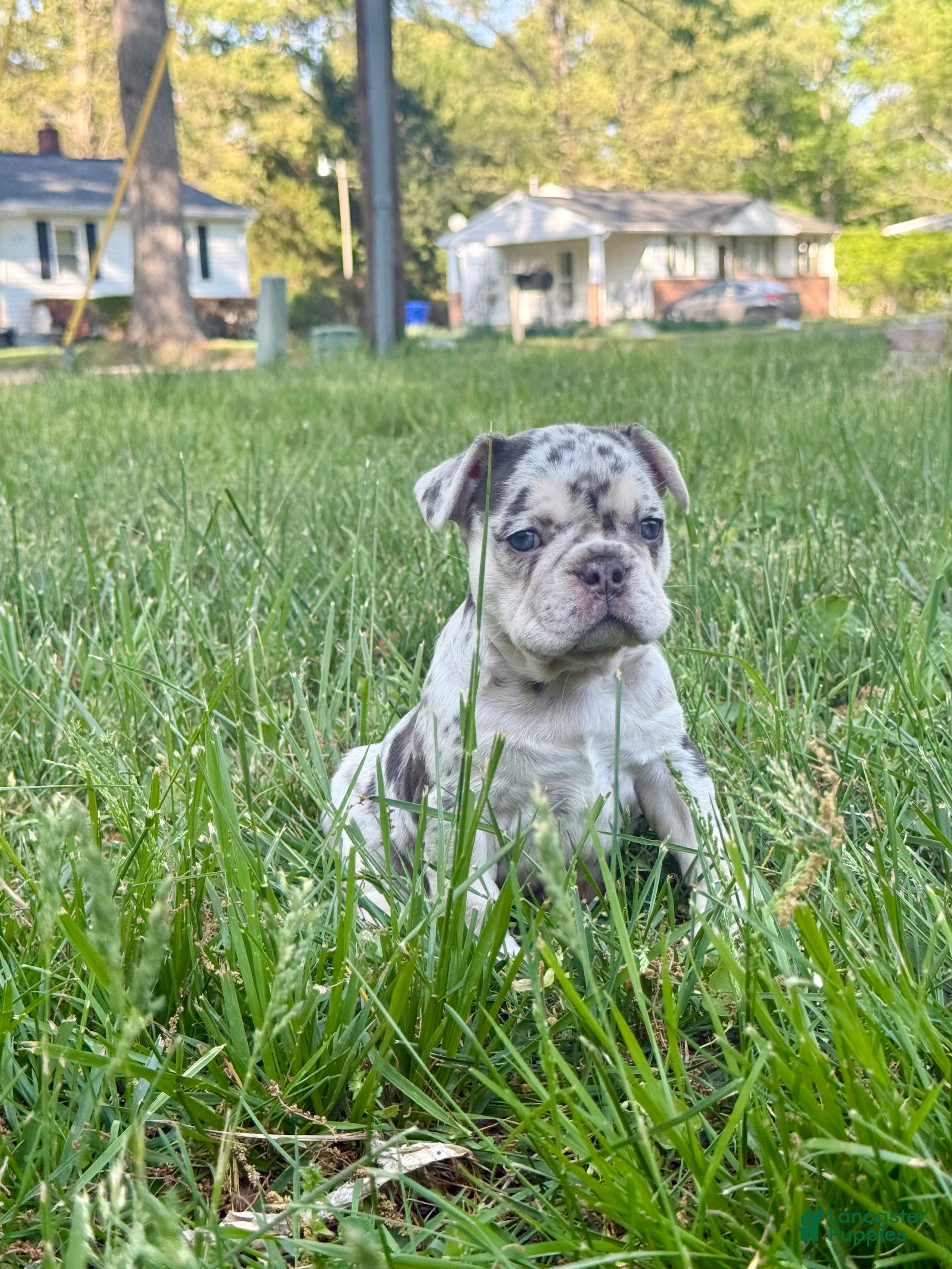 French Bulldog dogs Pixie - Ad 13
