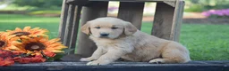 Golden Retriever dogs for sale: Paige - Ad 5