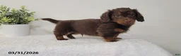 Miniature Dachshund dogs for sale: Brownie - Ad 3