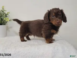 Miniature Dachshund dogs for sale: Brownie - Ad 1