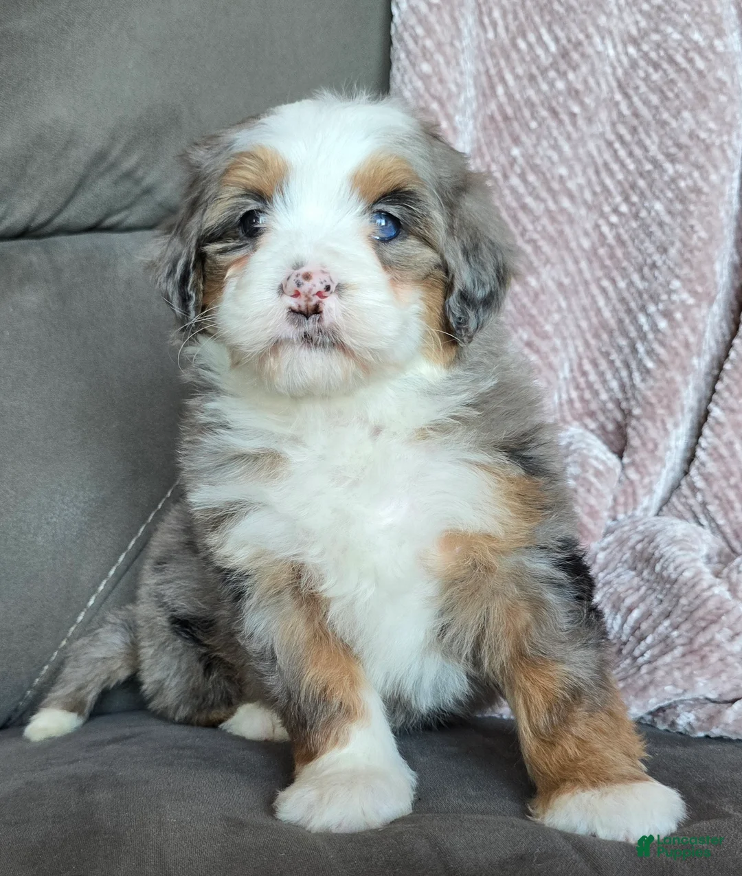 Mini Bernedoodle dogs for sale: Mini Oakley - Ad 6