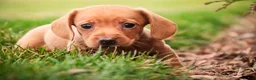 Miniature Dachshund dogs for sale: Mickey - Ad 7