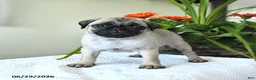 Pug dogs for sale: Tulip - Ad 3