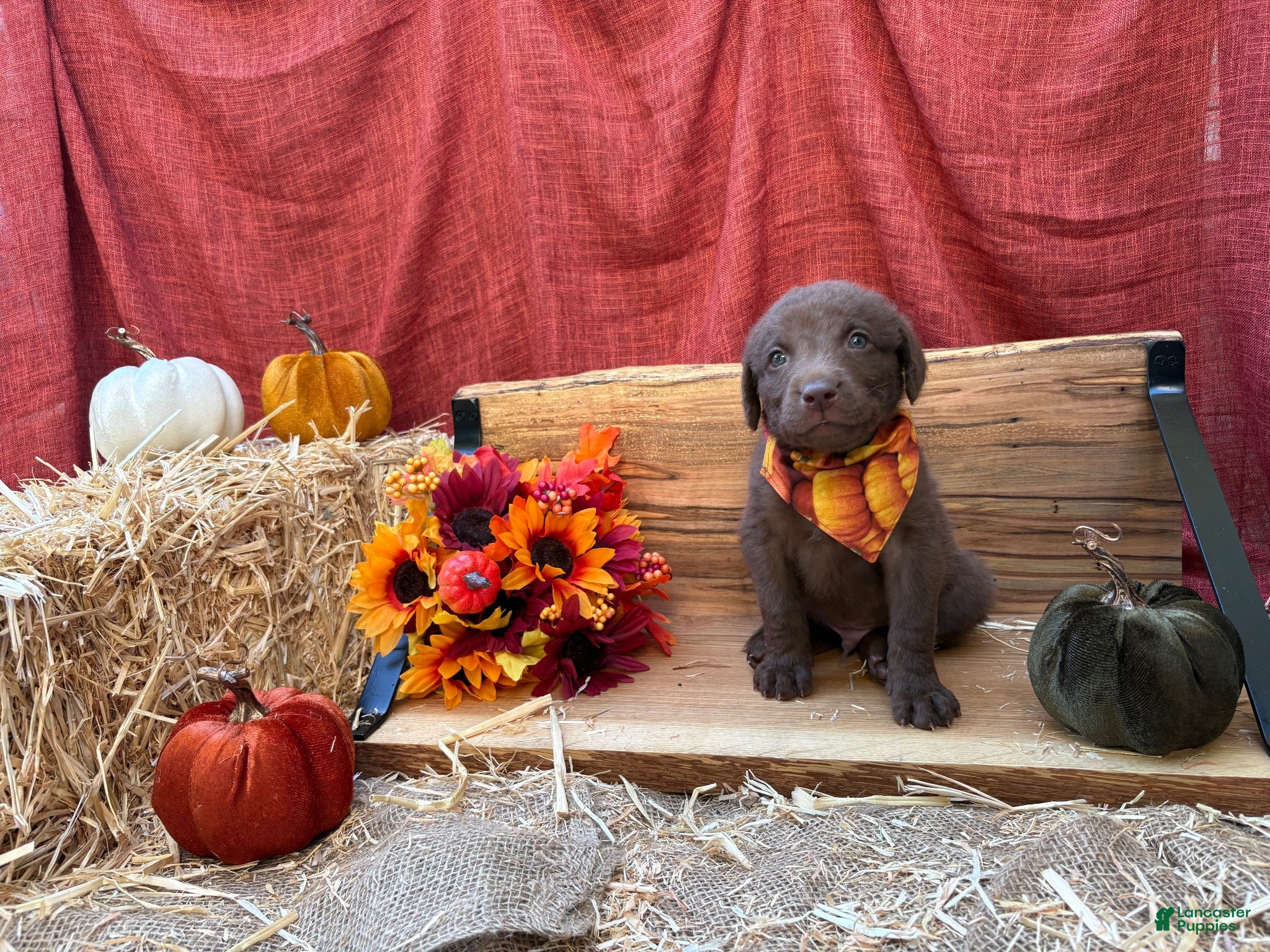 Chesapeake Bay Retriever dogs Chesapeake Bay Retriever 5 - Ad 32