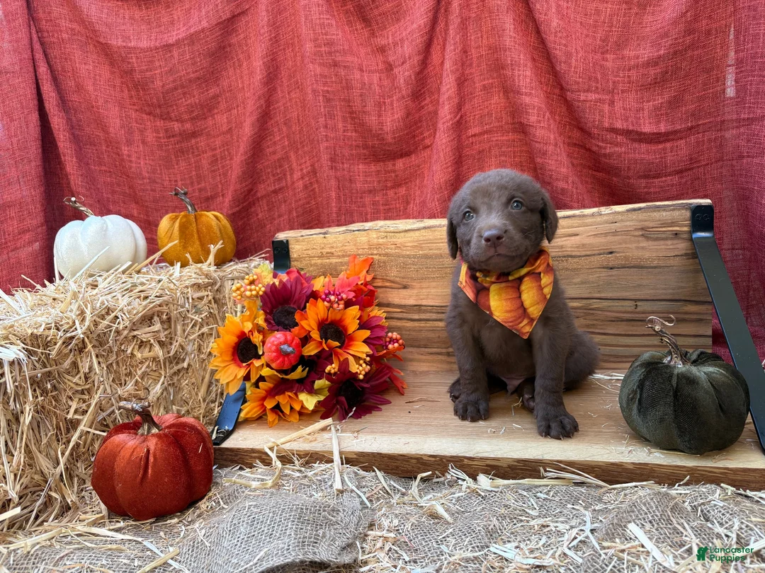 Chesapeake Bay Retriever dogs for sale: Chesapeake Bay Retriever 5 - Ad 1