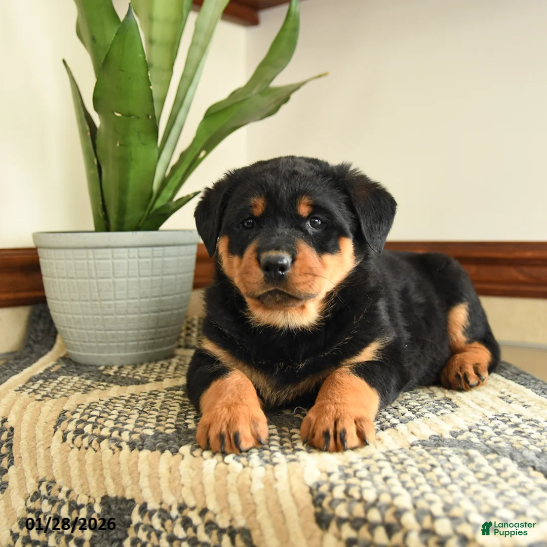 Rottweiler dogs for sale: Diego - Ad 2