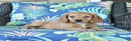 Miniature Dachshund dogs for sale: Rosie - Ad 3