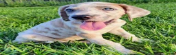 Great Dane dogs for sale: Blue Fawn Harlequin Female  - Ad 3