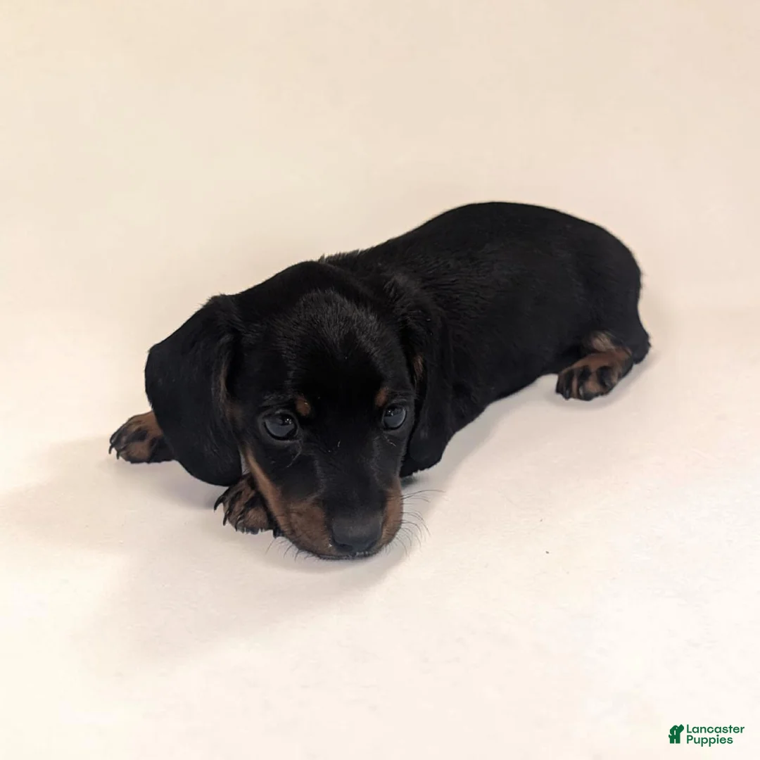 Miniature Dachshund dogs for sale: Silas - Ad 2
