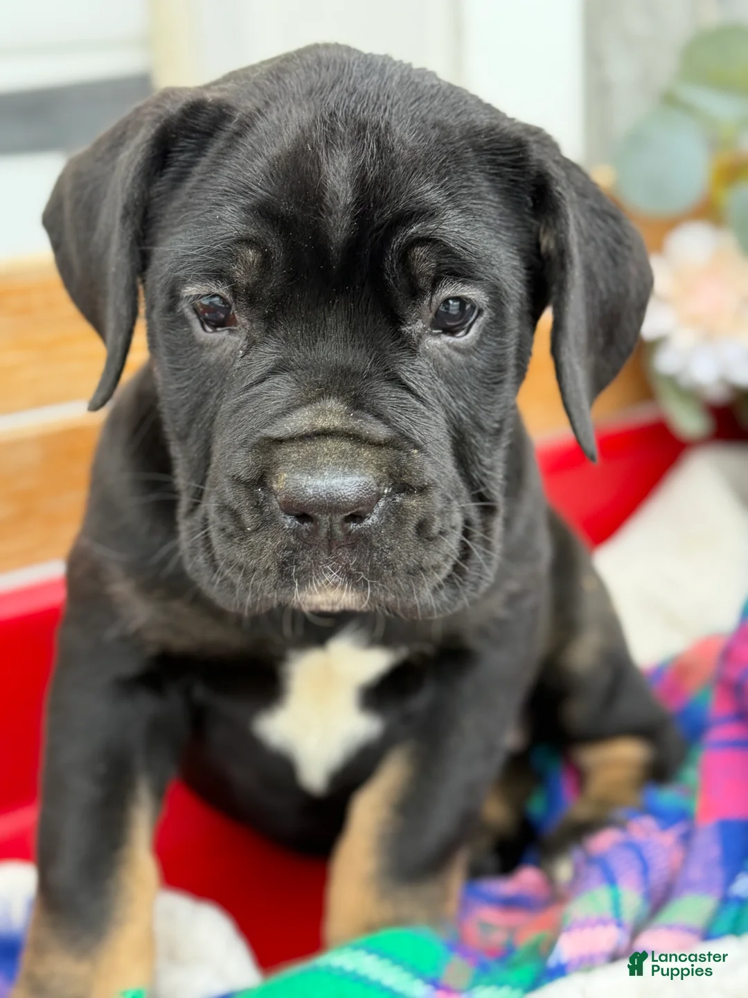 Cane Corso dogs for sale: Alisha - Ad 13