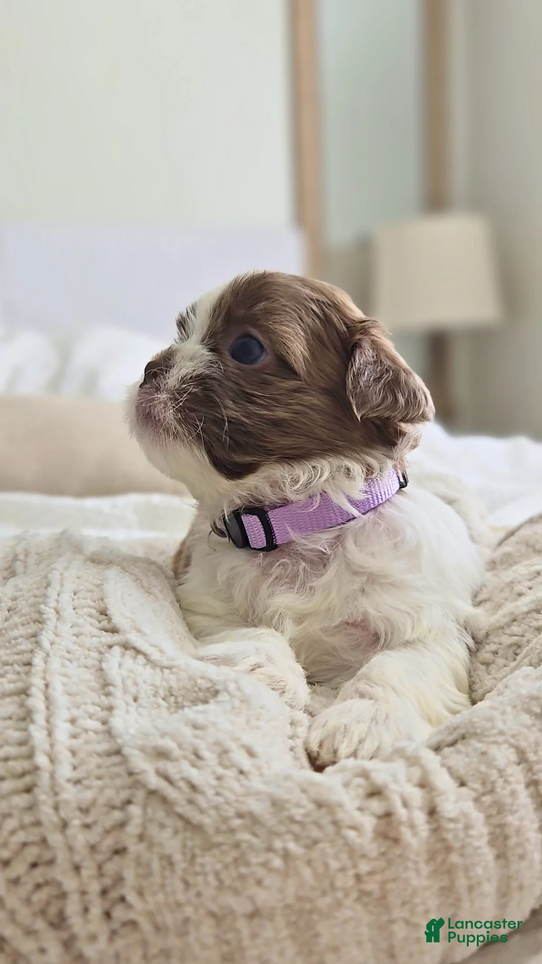 Shih Tzu dogs for sale: Millie - Ad 1