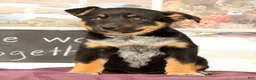 Mixed Breed dogs for sale: Trent - Ad 2