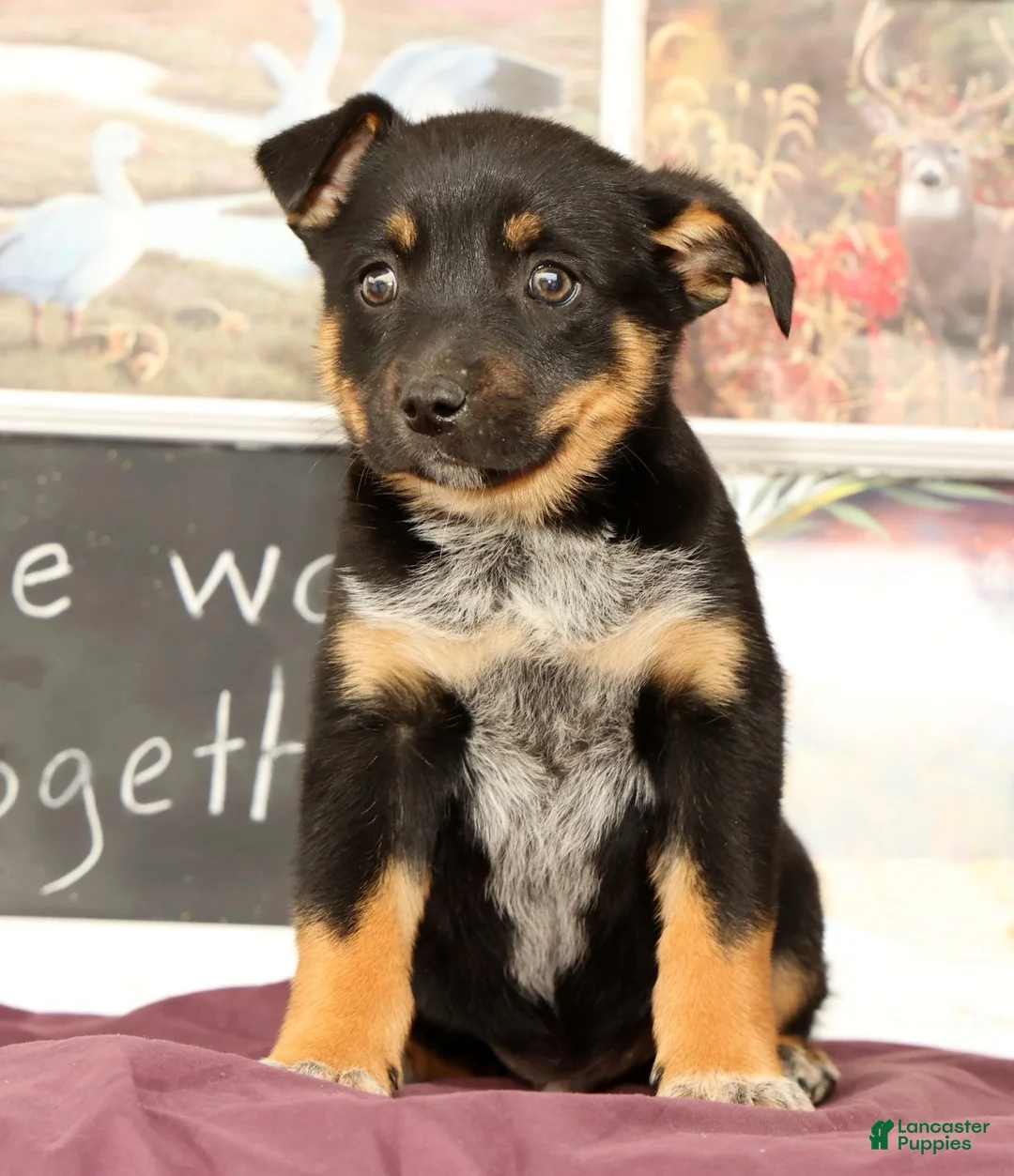 Mixed Breed dogs for sale: Trent - Ad 2