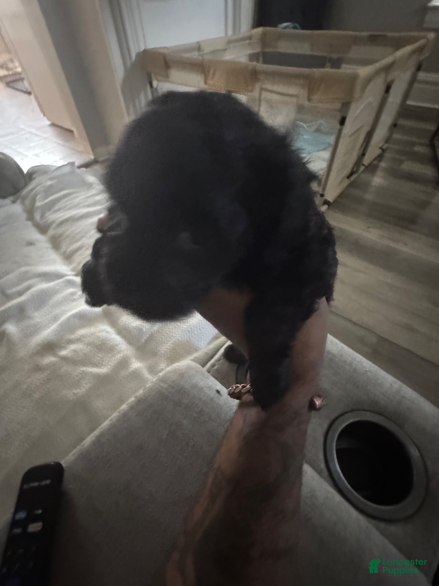 Cockapoo dogs Cockapoo 1 of 5 still available  - Ad 30