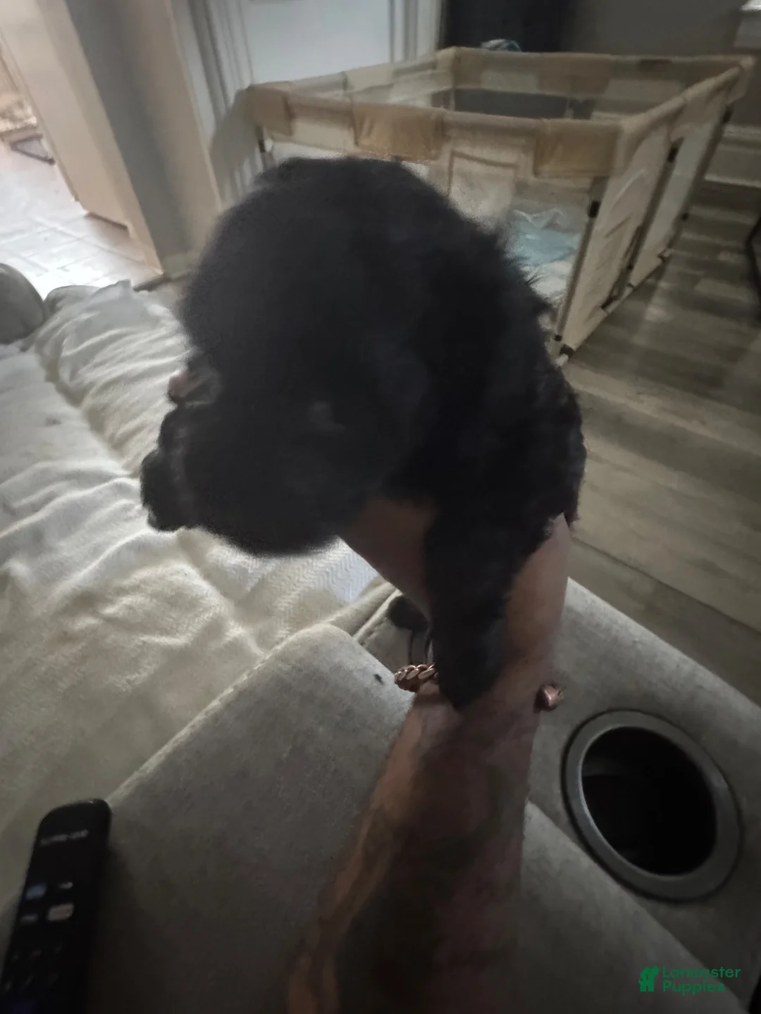 Cockapoo dogs for sale: Cockapoo 1 of 5 still available  - Ad 1