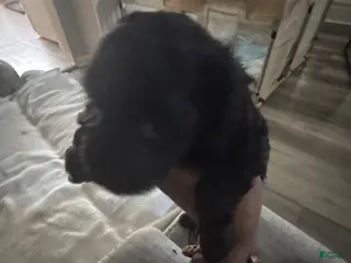 Cockapoo dogs Cockapoo 1 of 5 still available - Ad 30
