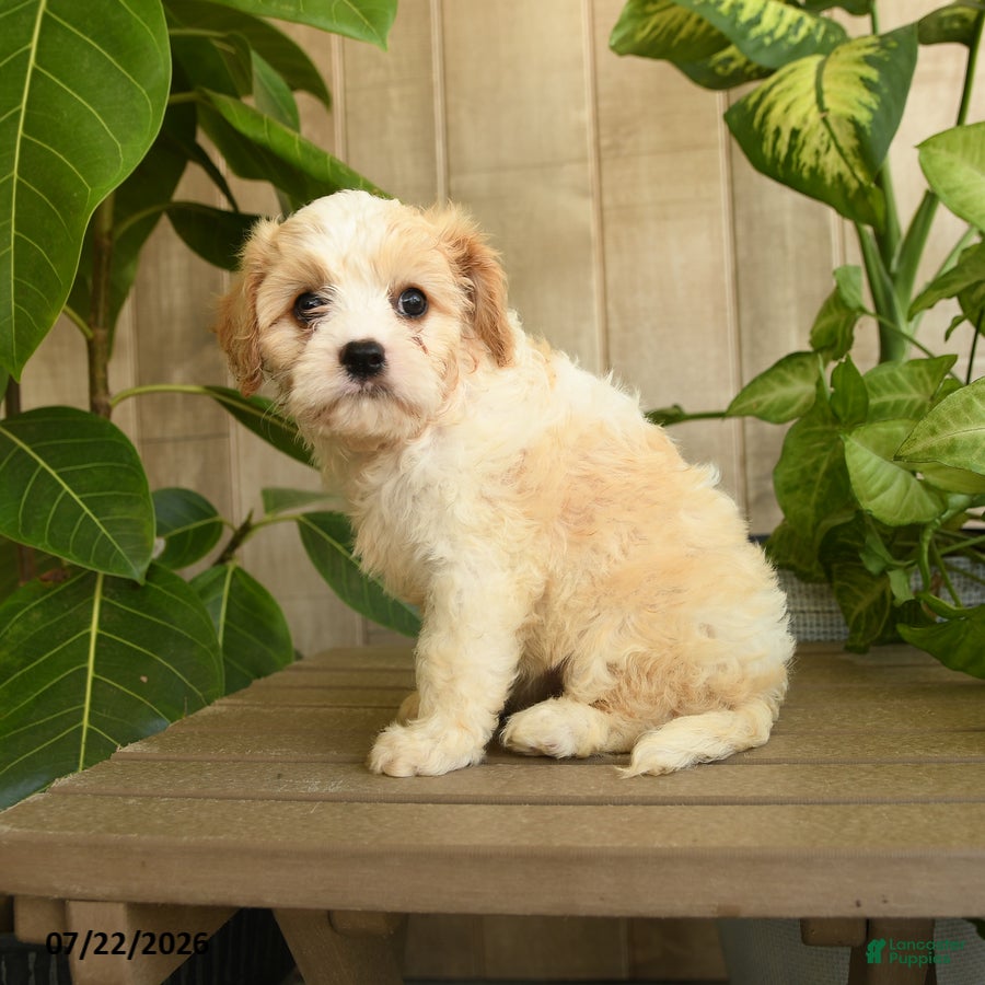 Cavachon dogs Maleah - Ad 2