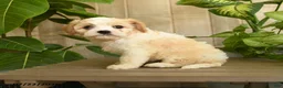 Cavachon dogs for sale: Maleah - Ad 2