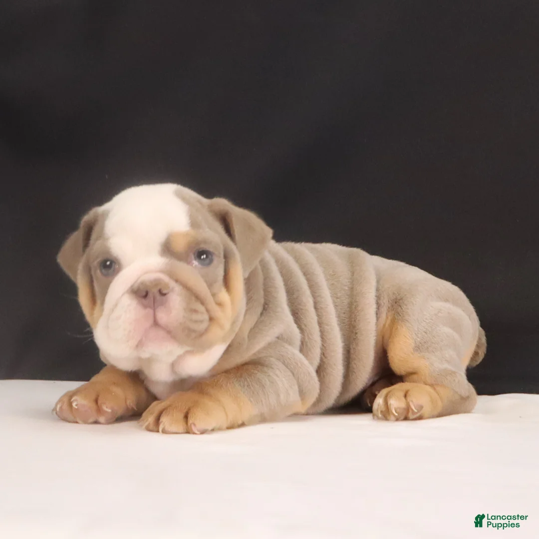 English Bulldog dogs for sale: Tyler - Ad 5