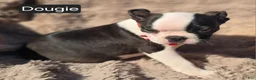 Boston Terrier dogs for sale: Douggie - Ad 11