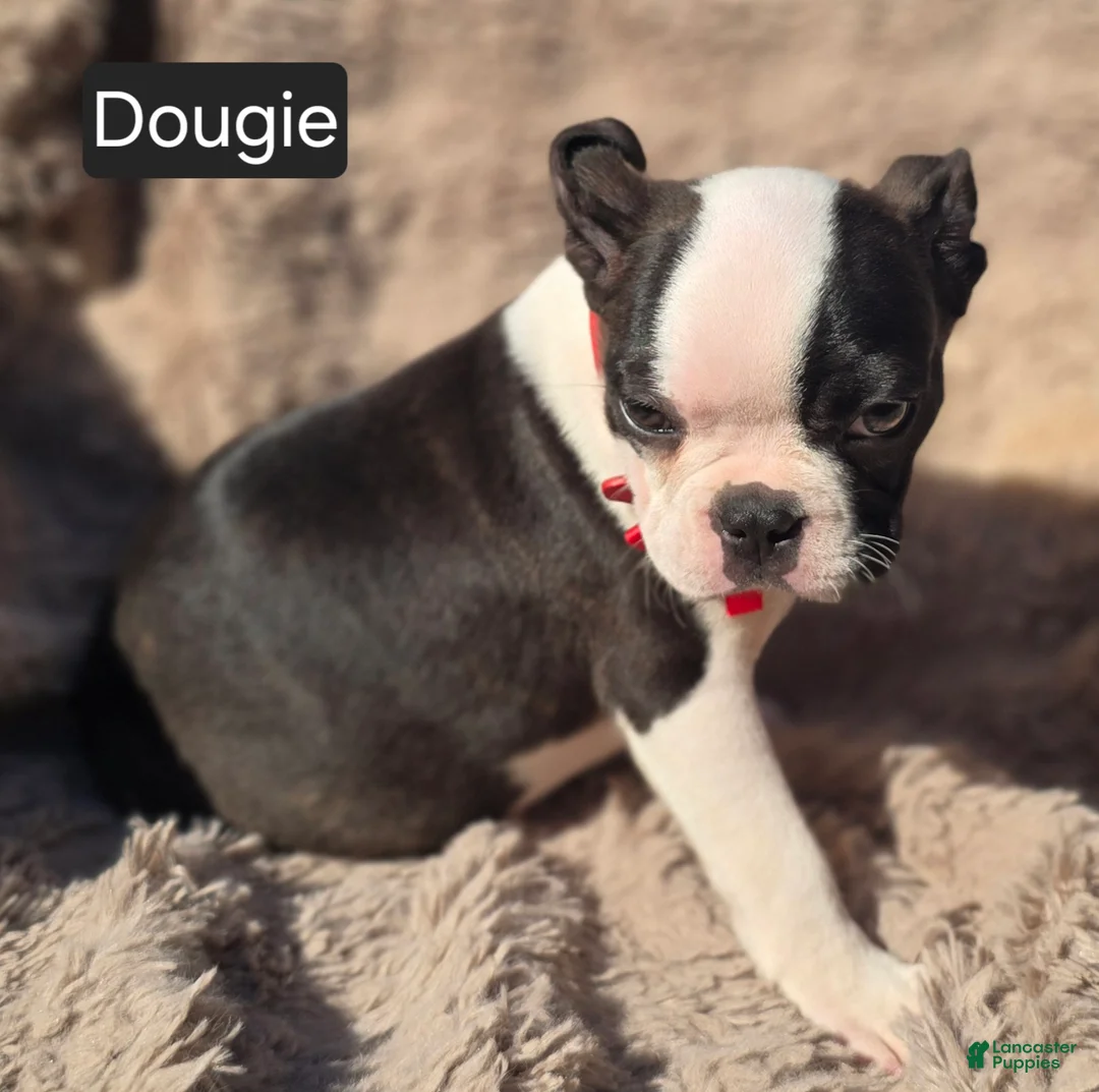 Boston Terrier dogs for sale: Douggie - Ad 11