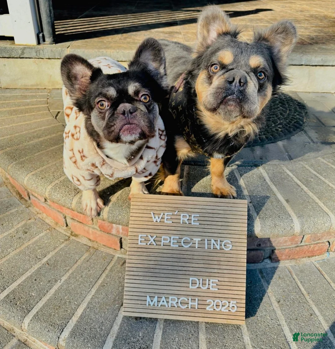 French Bulldog dogs for sale: Fluffy Periwinkle Girl - Ad 2