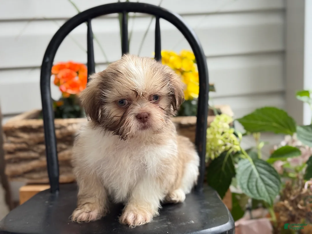 Shih Tzu dogs for sale: Jasper - Ad 1