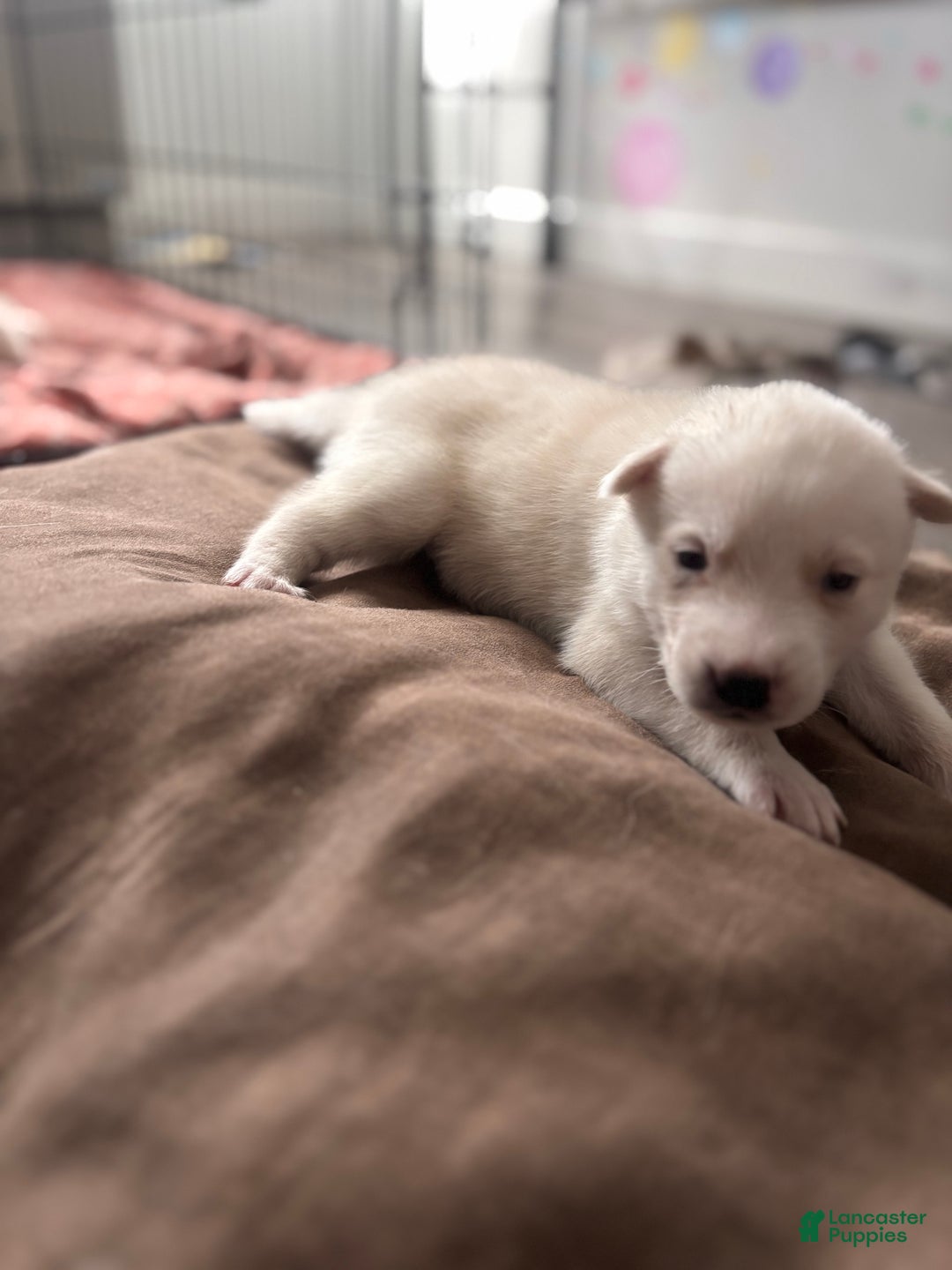 Pomsky dogs for sale: Biscuits  - Ad 4