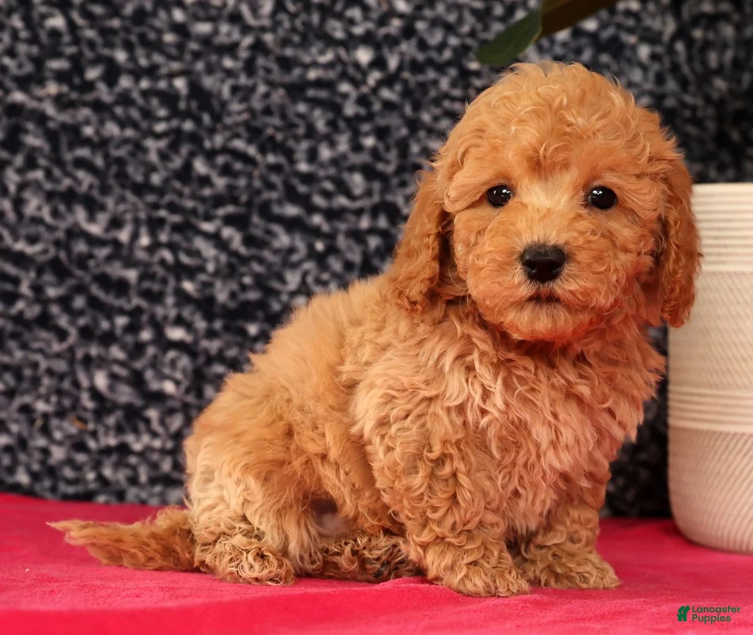 Bichpoo dogs for sale: Frisky - Ad 1