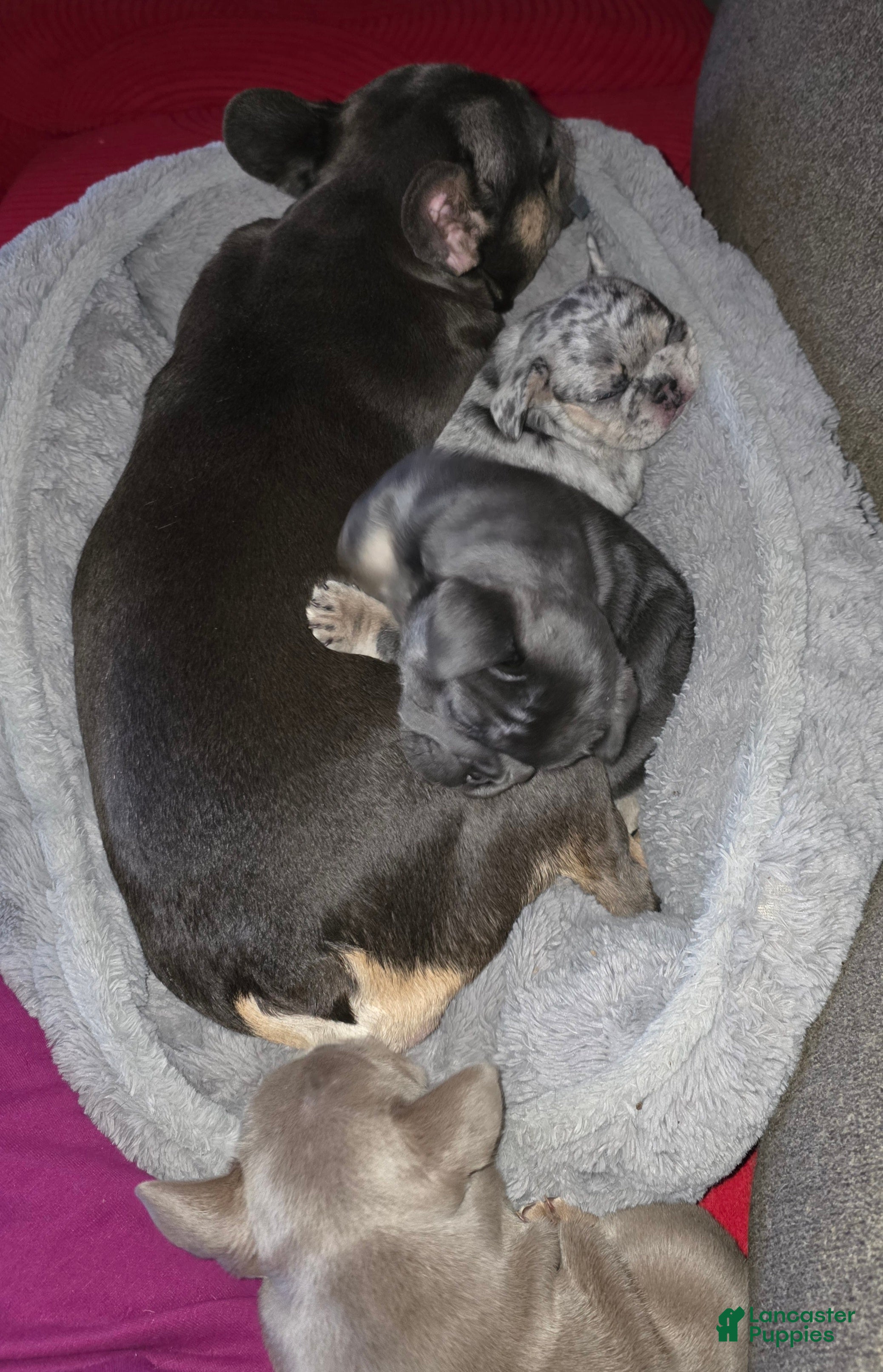 French Bulldog dogs Chanelle - Ad 6