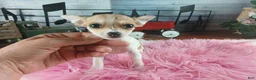 Chihuahua dogs for sale: Micro teacup white fawn girl. Hand Delivery  - Ad 5