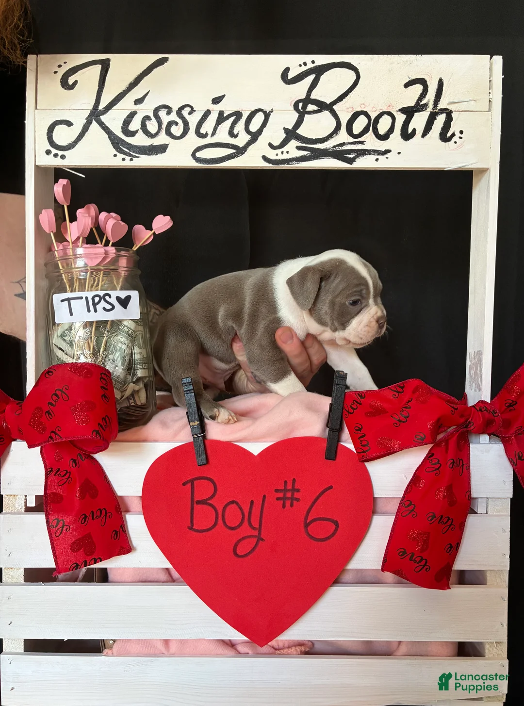 Olde English Bulldogge dogs for sale: Olde English Bulldogge Puppy 6 - Ad 6