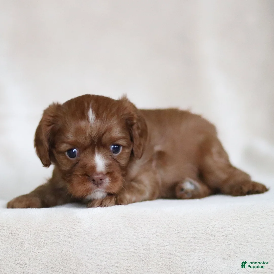 Cavalier King Charles Spaniel dogs for sale: Colsen - Ad 5