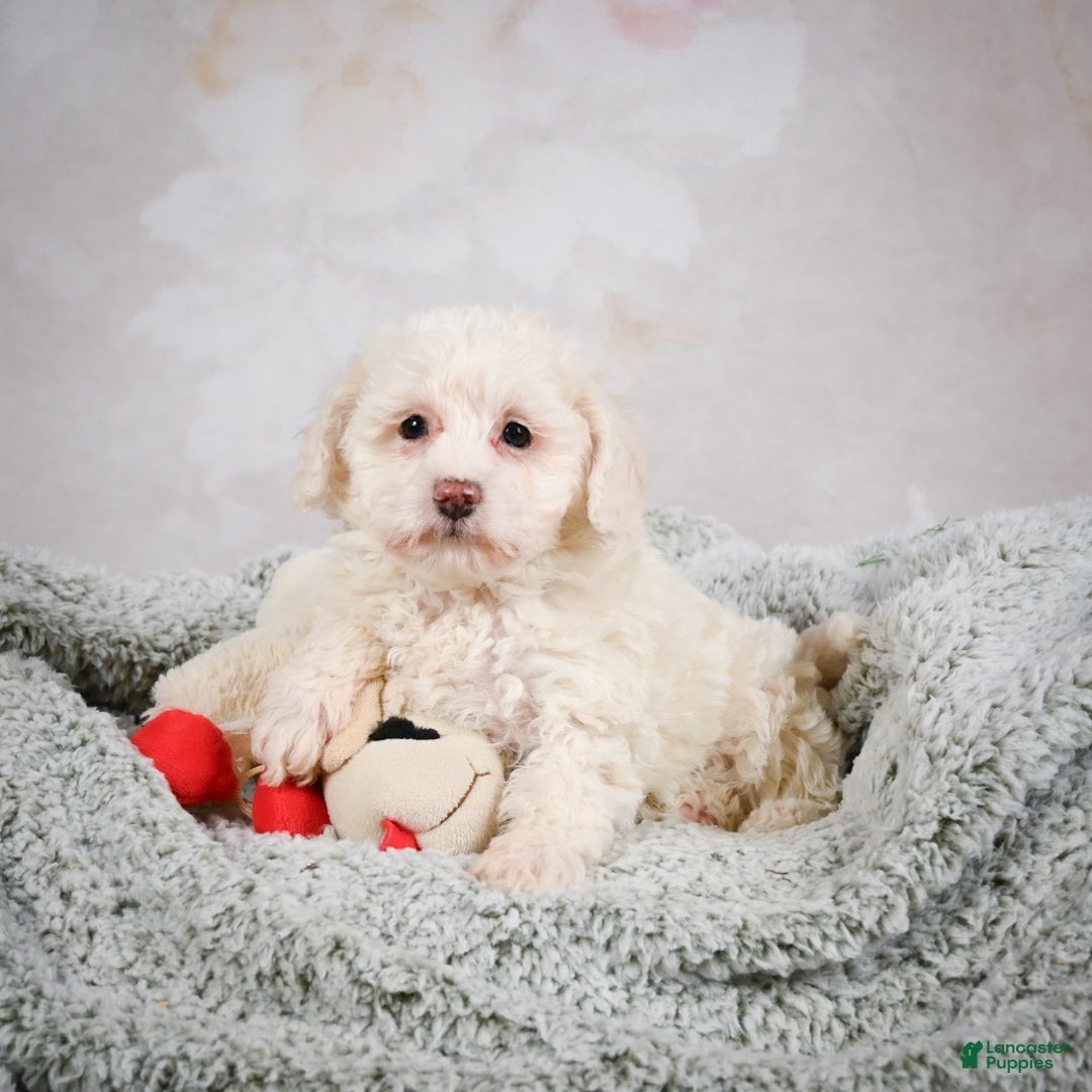 Bichpoo dogs for sale: Bobby - Ad 5