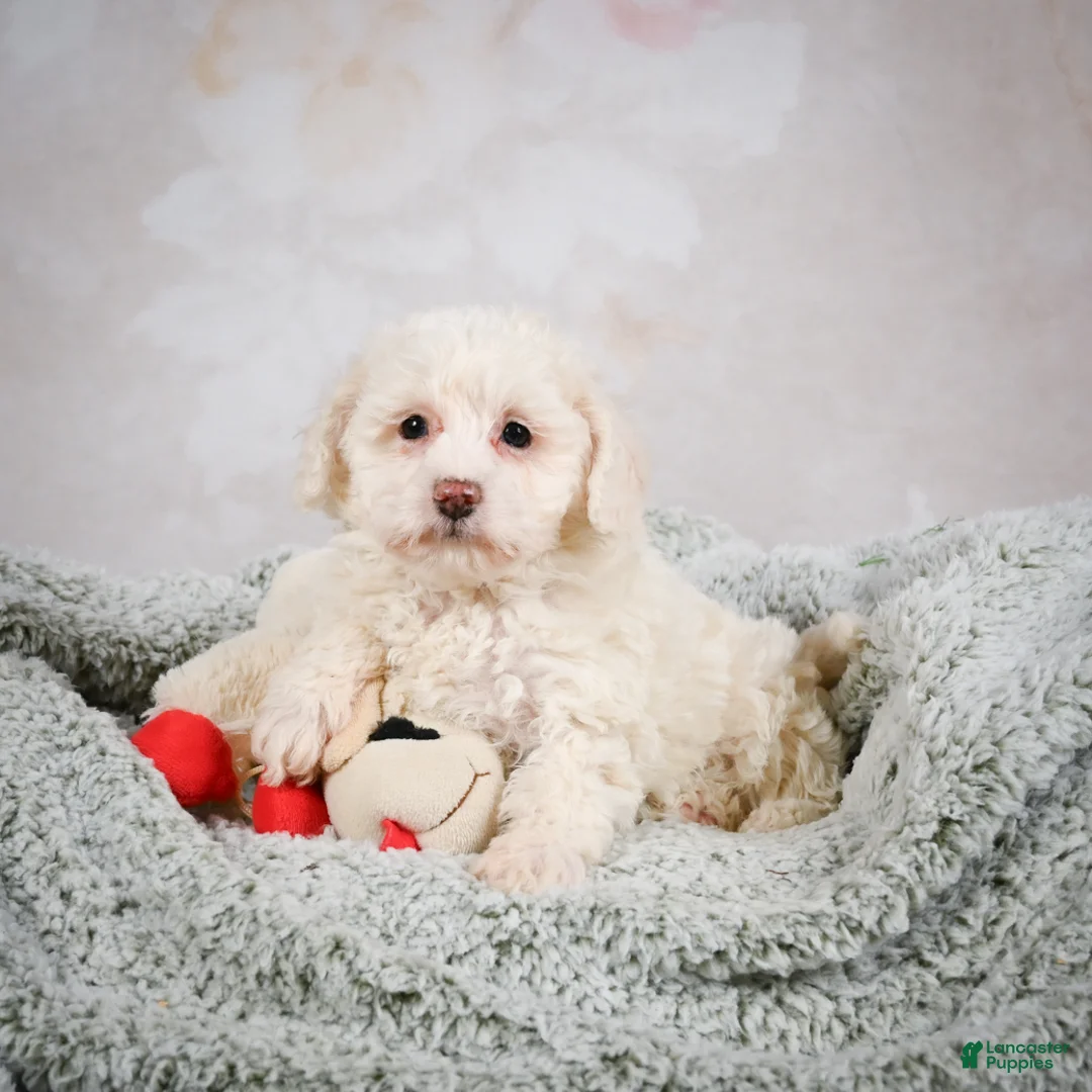 Bichpoo dogs for sale: Bobby - Ad 2