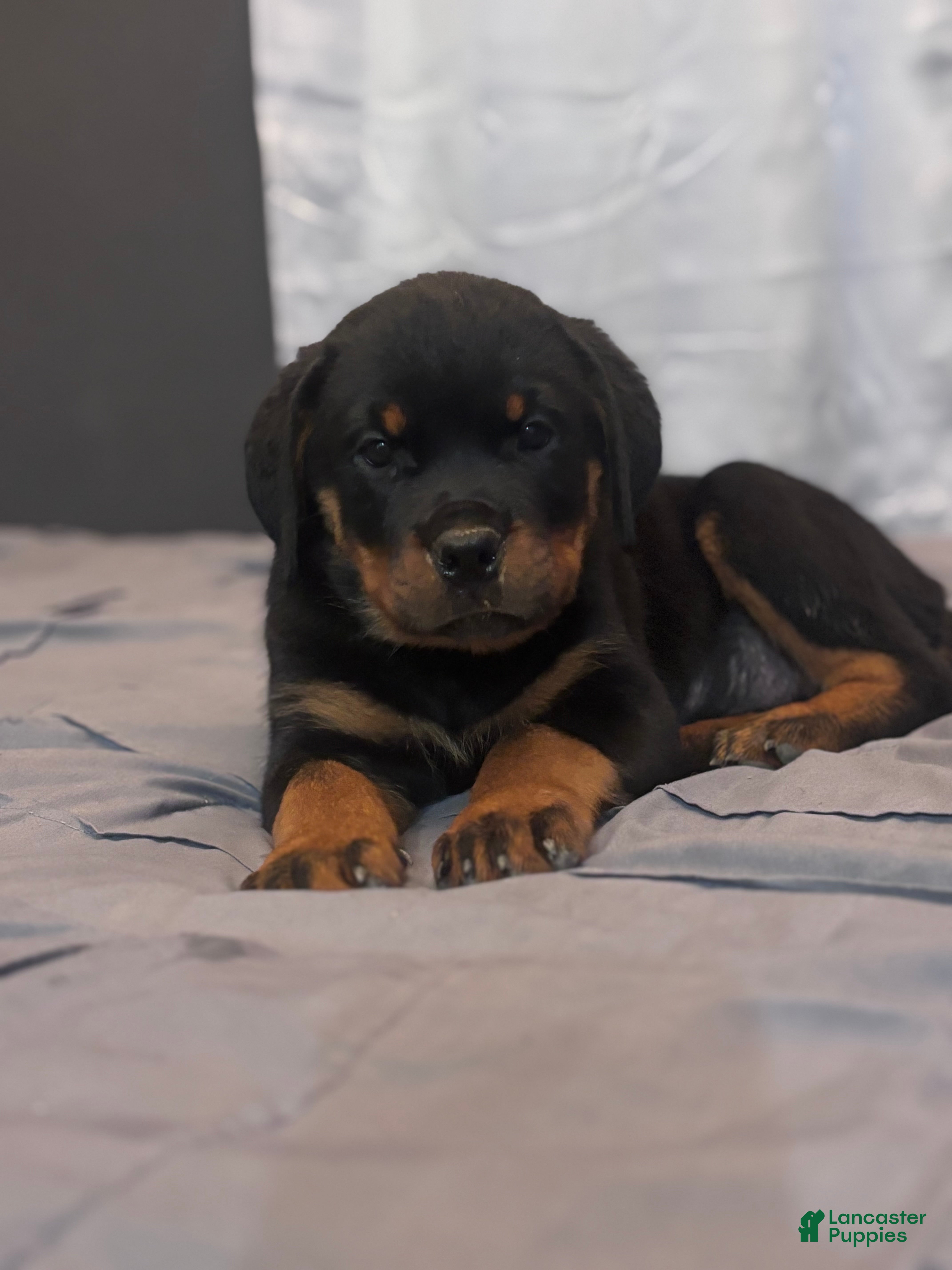Rottweiler dogs Rottweiler 2 - Ad 26