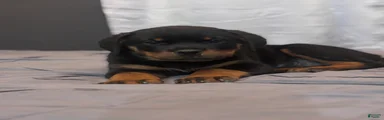 Rottweiler 2