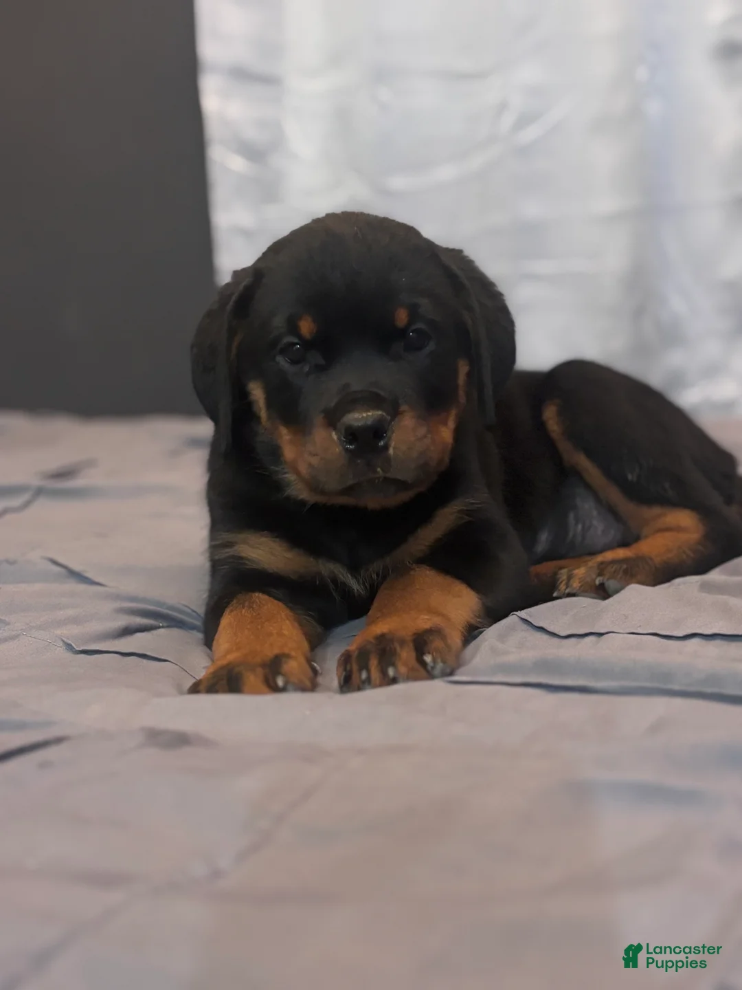 Rottweiler dogs for sale: Rottweiler 2 - Ad 1
