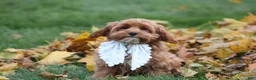 Cavapoo dogs for sale: Selia - Ad 4