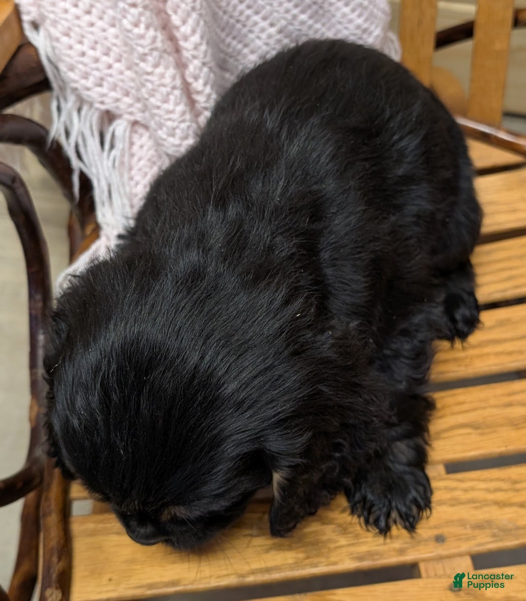 Cocker Spaniel dogs for sale: Whisper - Ad 5