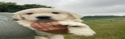 Golden Retriever dogs for sale: Louie - Ad 6