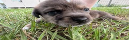 Mixed Breed dogs for sale: Larry - Ad 3