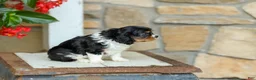 Cavalier King Charles Spaniel dogs for sale: AKC Willow - Ad 4