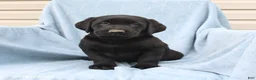 Labrador Retriever dogs for sale: Peter - Ad 3