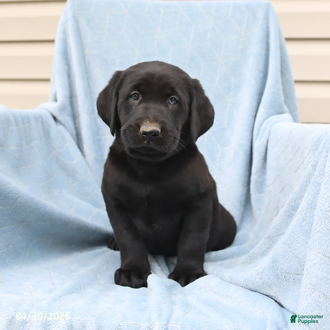 Labrador Retriever dogs for sale: Peter - Ad 3
