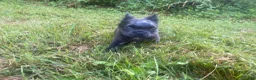 French Bulldog dogs for sale: Dee - Ad 6